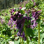 Healthy water, good wood, natural forestry in Hauptmoor Forest Bamberg. Presentation of ecological interdependencies in the forest. The route from the pinewood to the mixed forest. The importance of the forest for our society.