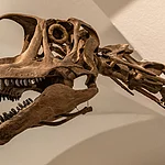 Der Europasaurus im Naturkundemuseum Bamberg
