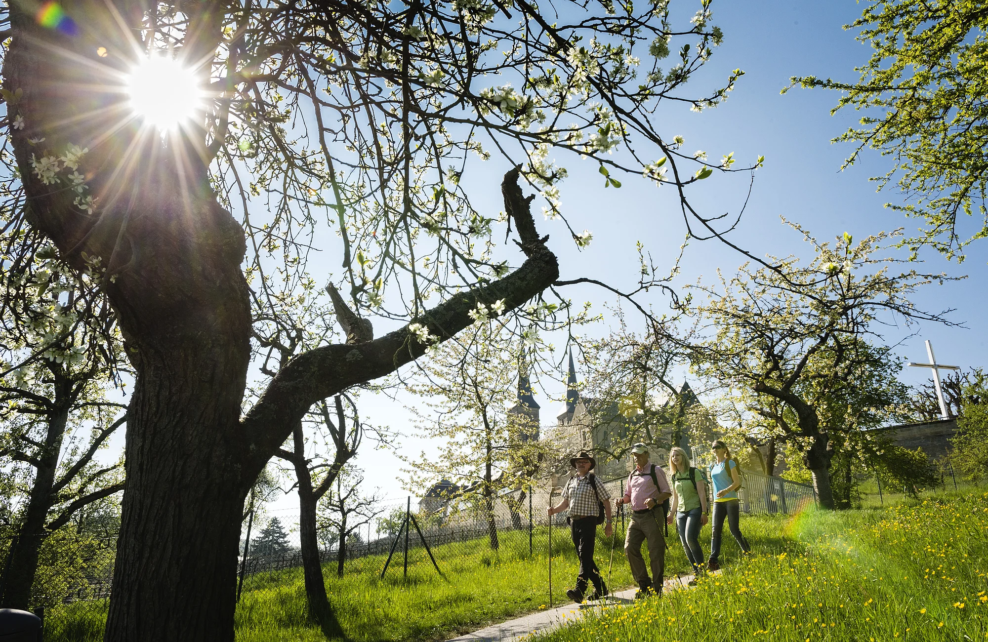 Wandern am Michaelsberg Im Frühling blühen die Obstbäume rund um den Bamberger Michaelsberg. Die perfekte Zeit für eine Wanderung.