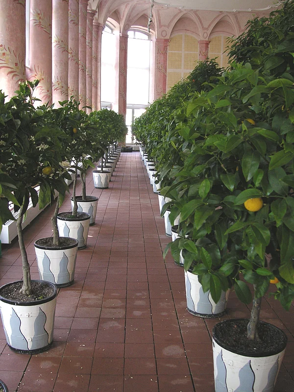 Citrus fruits in Seehof castle