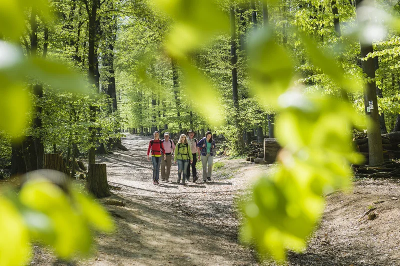 Michaelsberger Wald Bamberg Wanderung im Michaelsberger Wald in Bamberg.