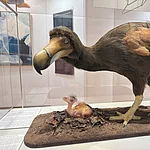 Das neue Dodo Modell des Naturkundemuseums Bamberg